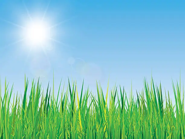 Vector illustration of spring background with grass texture, blue sky and sunshine