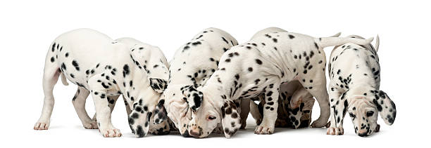 istock Group of Dalmatian puppies eating 509042854