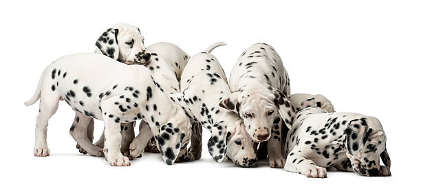 istock Group of Dalmatian puppies eating 509042928