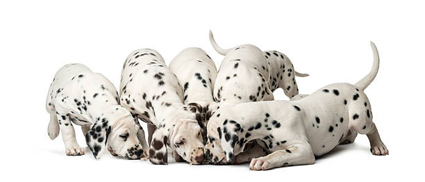 istock Group of Dalmatian puppies eating 509043000