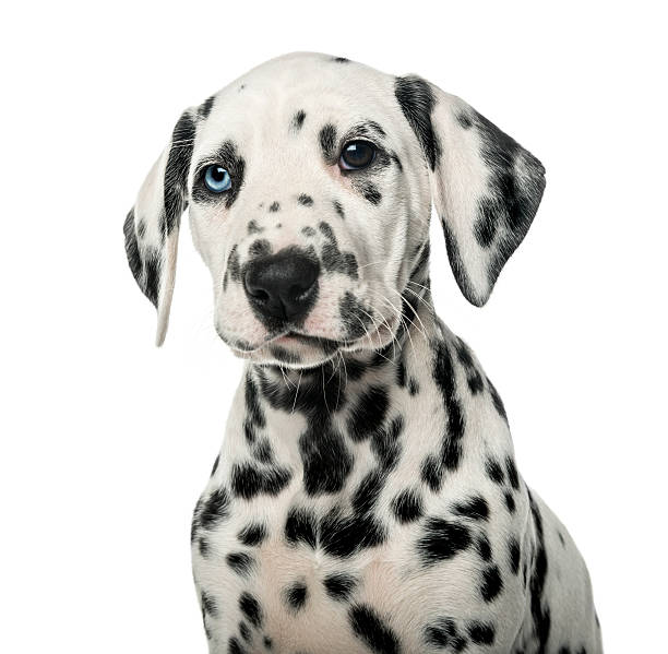 istock Close-up of a Dalmatian puppy 509043126