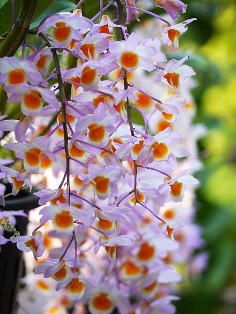 Orchid Closeup Dendrobium Orchid.Thai Orchid encyclia orchid stock pictures, royalty-free photos & images