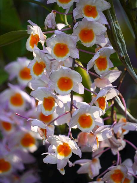 Orchid Closeup Dendrobium Orchid, Thai Orchid encyclia orchid stock pictures, royalty-free photos & images