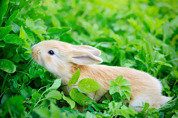 istock Little rabbiti on green grass 509044260
