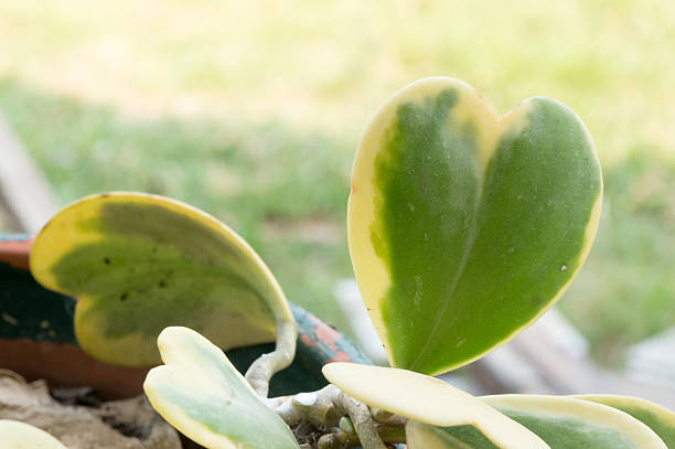 Hoya kerrii Craib in pot (Heart shaped plant), Sweetheart Hoya stock photo