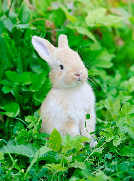 istock Little rabbiti on green grass 509044358