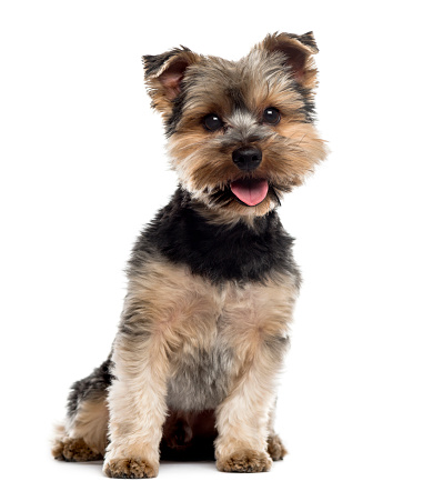 Yorshire Terrier sitting in front of a white background