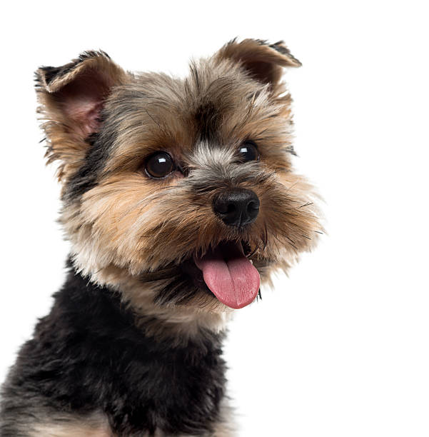 istock Close-up of a Yorshire Terrier 509044602