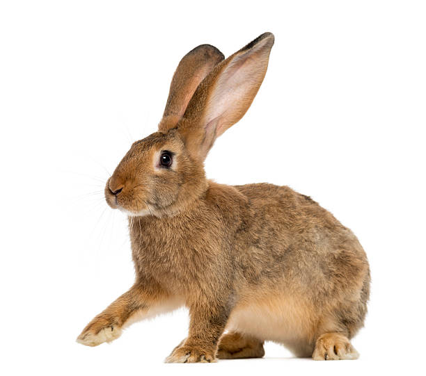 istock Rabbit sitting in front of a white background 509045406