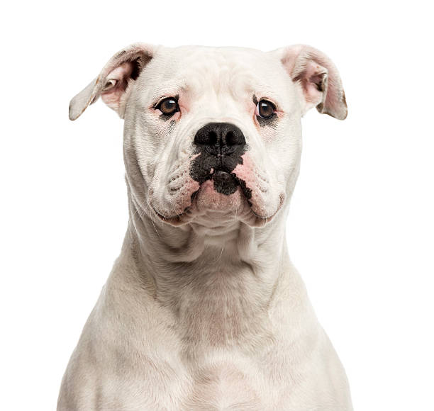 Close-up of an American Bulldog Close-up of an American Bulldog in front of a white background american bulldog stock pictures, royalty-free photos & images