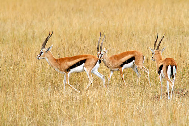 masai mara gazelles thomsona - thomsons gazelle zdjęcia i obrazy z banku zdjęć