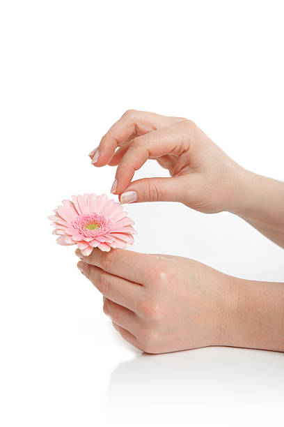 istock Female hand holding a pink flower 509046617