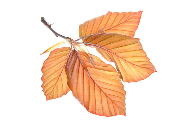joven beech ramita - beech leaf isolated leaf new fotografías e imágenes de stock