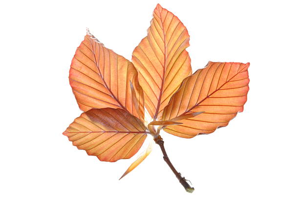 joven beech ramita - beech leaf isolated leaf new fotografías e imágenes de stock