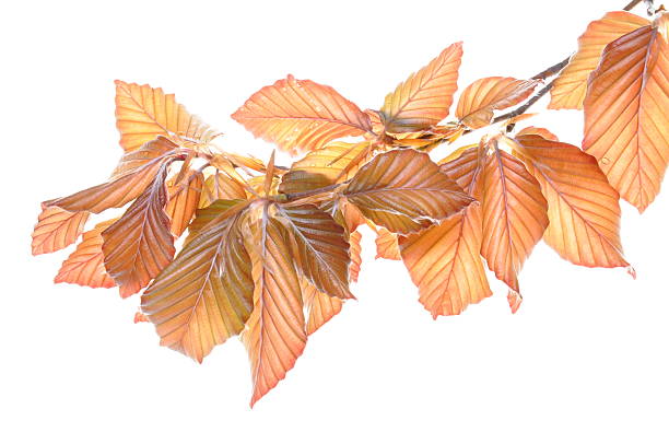 faia jovem galho - beech leaf isolated leaf new imagens e fotografias de stock
