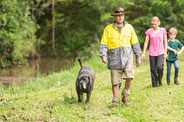 Australian Farmer Walking by a Creek With Dog and Children An Australian farmer walking by a flooded creek with his dog and children animal related occupation stock pictures, royalty-free photos & images