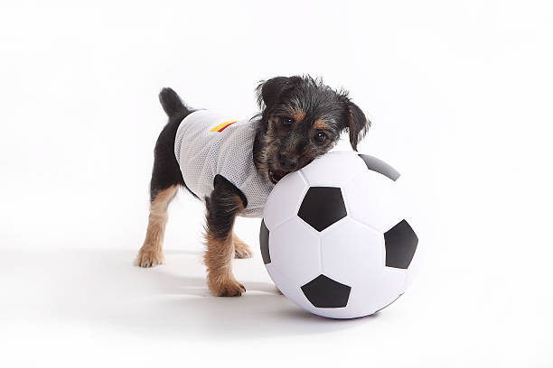 istock Puppy with Germany jersey 509047071
