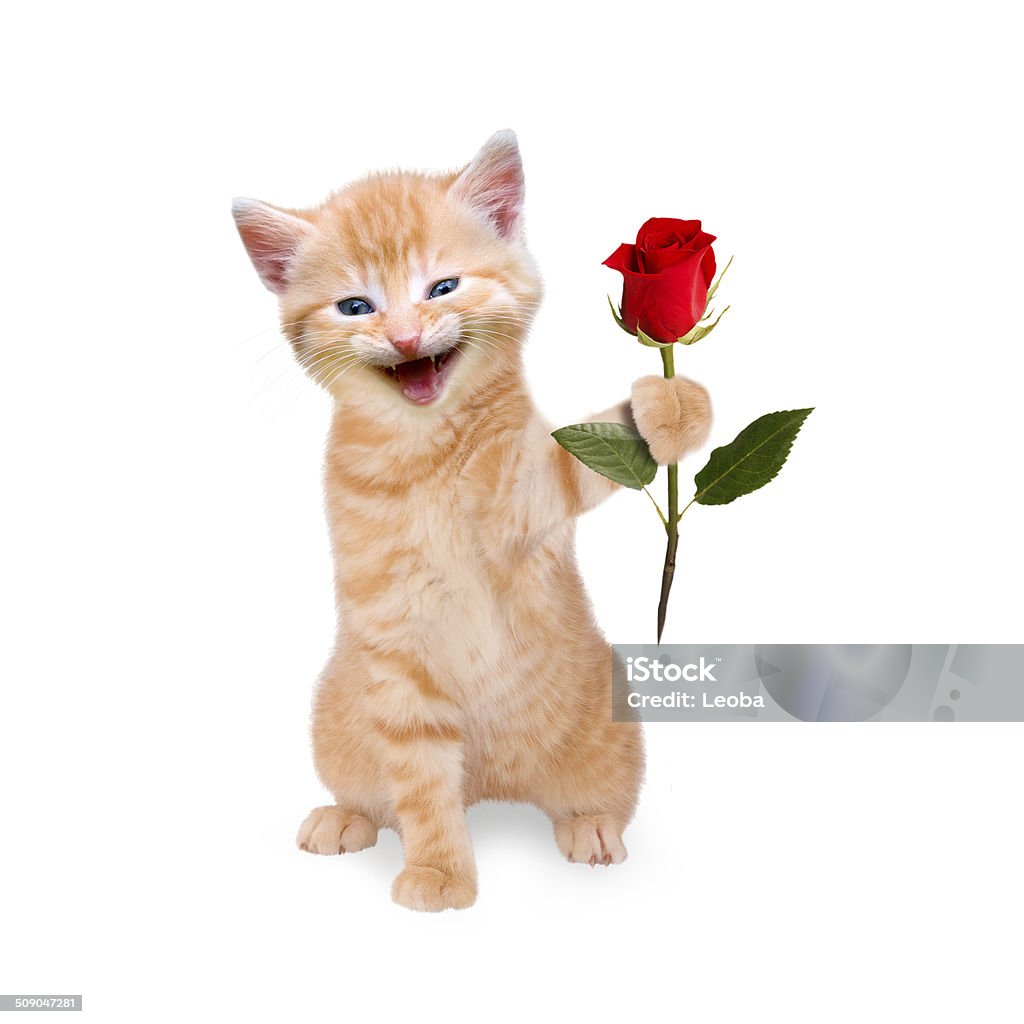 Smiling Cat With Red Rose Isolated Stock Photo - Download Image ...