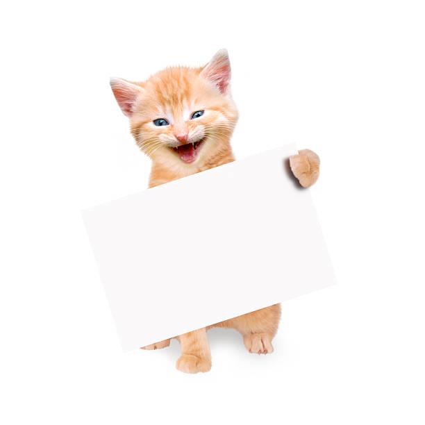 istock smiling cat with banner isolated 509047285