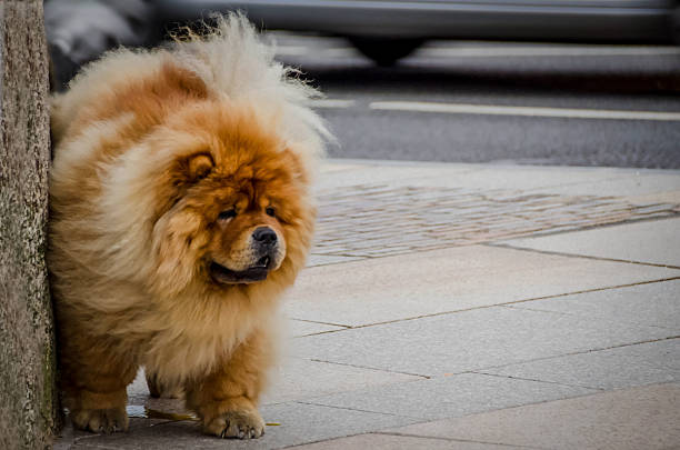 colour image of a big fluffy dog having a wee, chubby paws, cute funny image