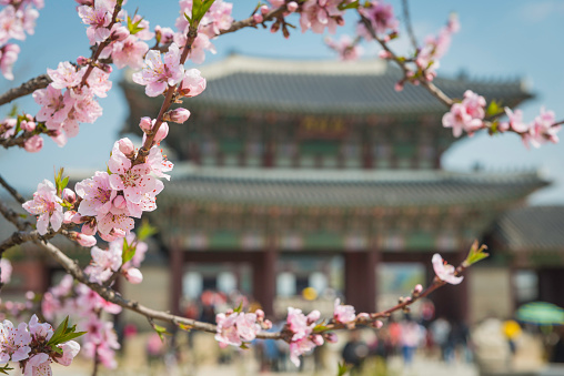 Delicate pink cherry blossom blooming in the spring sunshine framing the entrance to Gyeongbokgung Palace in the heart of Seoul, South Korea's vibrant capital city. ProPhoto RGB profile for maximum color fidelity and gamut.