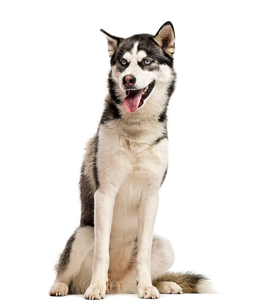 istock Siberian Husky sitting in front of a white background 509047678