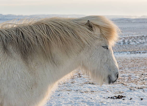 istock Icelandic Horse in the snow 509047788