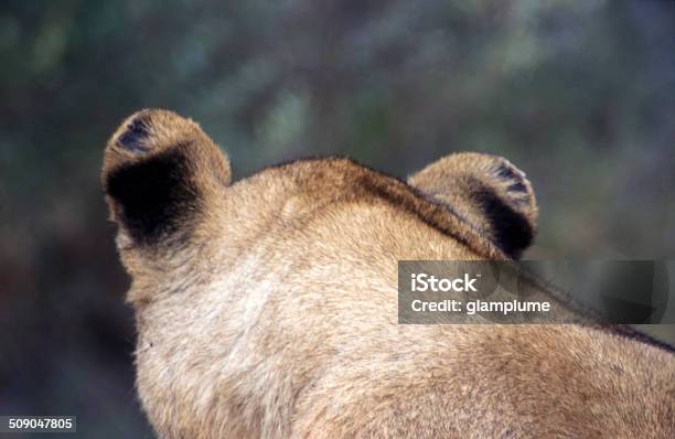 Lioness Stock Photo - Download Image Now - Adult, Africa, Animal