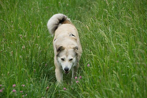 Dog on meadow path stock photo