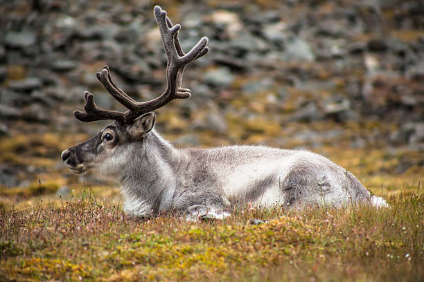 istock wild reindeer on svalbard meadow 509047904