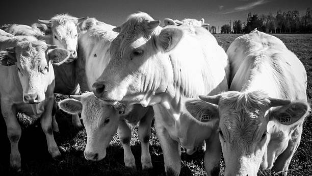istock Cow, French Tradition, Cattle, Field, Herd 509048011