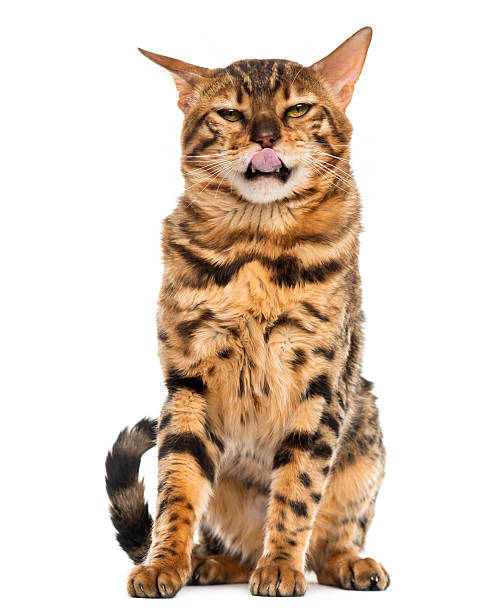 istock Bengal sitting and licking in front of a white background 509048086