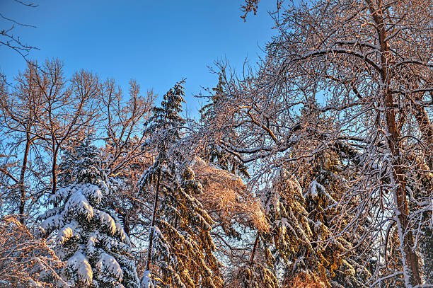 зима пейжас с снег на деревьях - awe non urban scene rural scene minus degrees стоковые фото и изображения