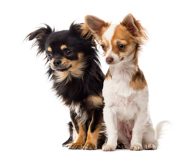 istock Chihuahuas sitting and staring in front of a white background 509048426
