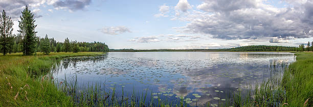 istock panorama of forest, lake and swamp 509048892