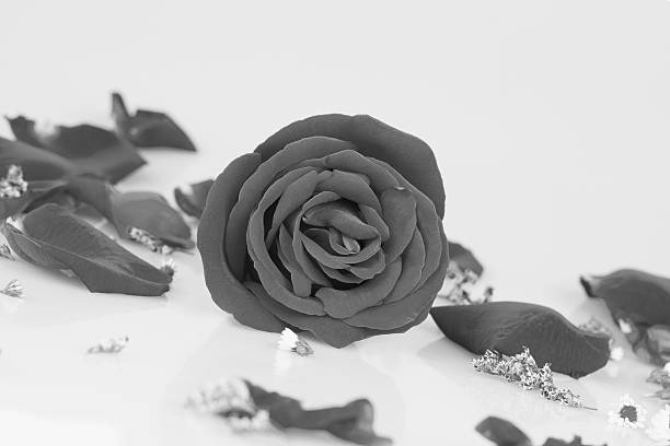 istock Dye  rose with  Rose petals 509048948