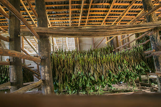istock Tabaco leaves drying for cigar at pinar del rio cuba 509048994
