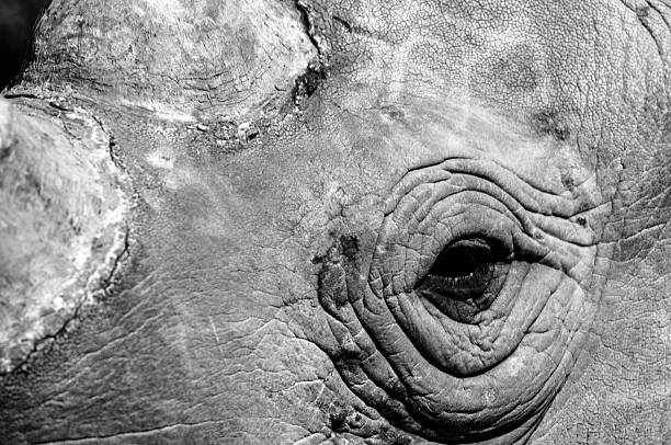 istock Rhinoceros closup of head 509049896