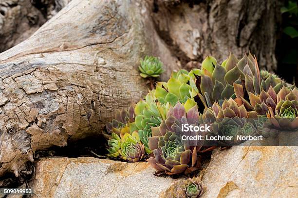 Hauswurzen Hauswurz Houseleek Stock Photo - Download Image Now - Burro's Tail, Close-up, Decoration