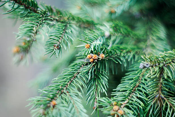 istock green natural plant with a blurred background 509050158