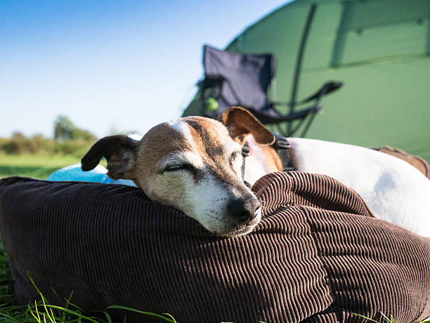 Jack Russell dog out camping