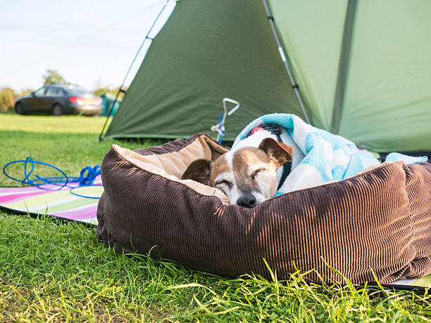 istock Jack Russell dog out camping 509050313