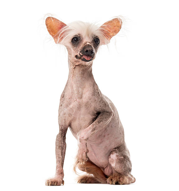 istock Chinese Crested Dog sitting in front of a white background 509050964