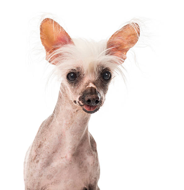 istock Close-up of a Chinese Crested Dog sitting 509051018