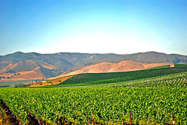 istock Vine plants in California 509051322