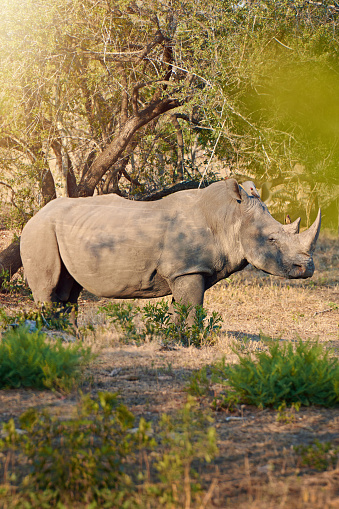 Full length shot of a rhinoceros in the wildhttp://195.154.178.81/DATA/i_collage/pi/shoots/806309.jpg