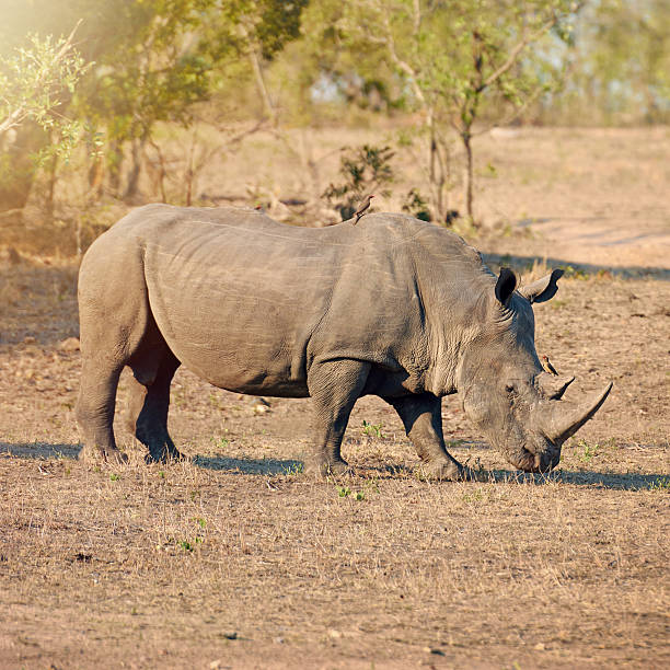 istock Rhinos are often solitary animals 509051582