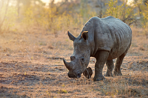 500+ Rhino Pictures [HD] | Download Free Images on Unsplash