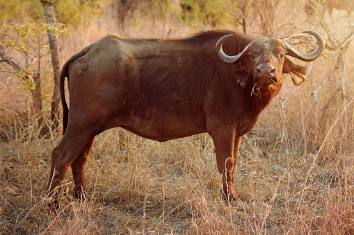 Full length shot of a buffalo in the wildhttp://195.154.178.81/DATA/i_collage/pi/shoots/806309.jpg