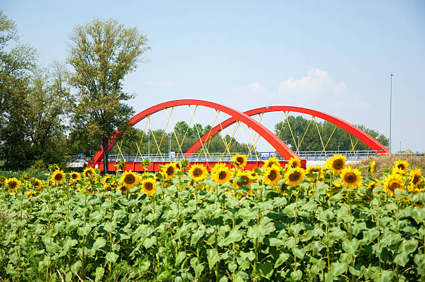 Red bridge in the background with sunflower field in front of it.